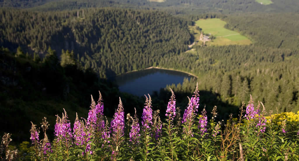 Zwarte Woud: de leukste tips voor het Schwarzwald, Duitsland