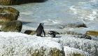 Dagtrip vanuit Kaapstad: pinguïns Boulders Beach | Mooistestedentrips.nl