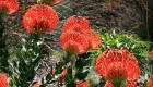 Bezienswaardigheden: Kirstenbosch Gardens | Mooistestedentrips.nl